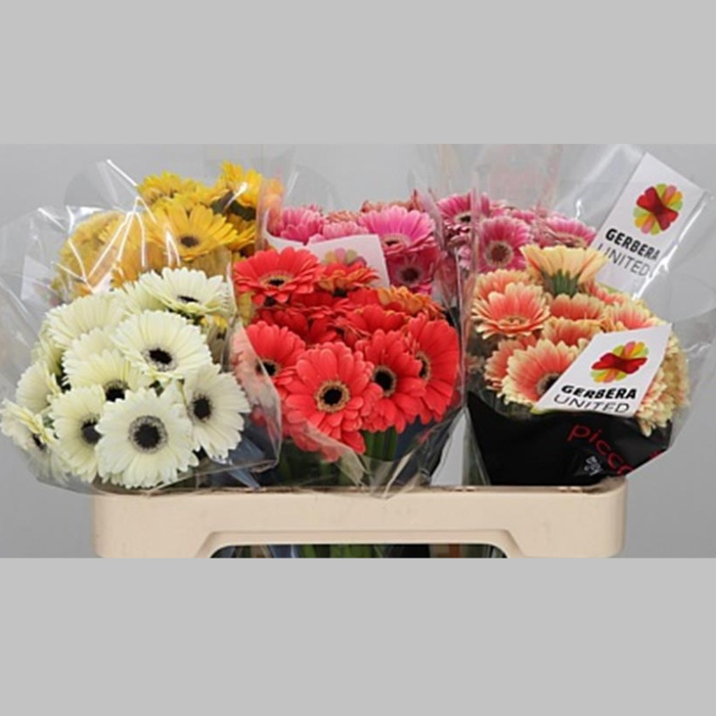 Germini Mixta, 50 cm, Pachet (20 buc.)